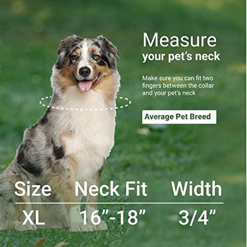 צווארון כלבי עור מגולגל ורצועה - צרור לגודל XL XL 6ft כלב, ילדה או גור - כושר צוואר 16-18 אינץ ' - בוהק כתום - רצועה 6ft